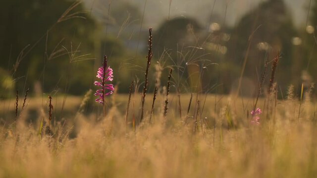 Pink Watsonia flower in golden grassland at sunrise, pan right