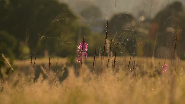 Pink Watsonia flower in golden grassland at sunrise, static shot