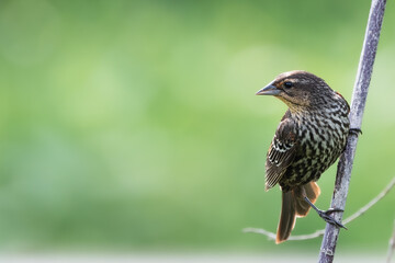 Female red-winged blackbird perched on thin reed looking left across the frame with a blurred green background