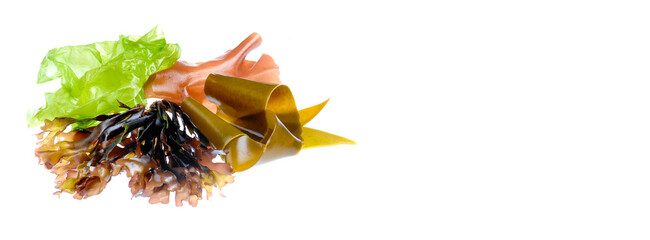 edible seaweed on white background copy space