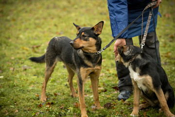 Dogs from a dog shelter with a volunteer. A stray dog in the park with sad eyes. Pet for a walk with the hostess. Take me home. Image with selective focus, noise effect and toning. Russia.