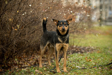 Dogs from a dog shelter with a volunteer. A stray dog in the park with sad eyes. Pet for a walk with the hostess. Take me home. Image with selective focus, noise effect and toning. Russia.