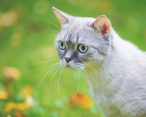 Siamese cat walking on the grass
