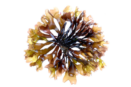 edible seaweed on white background