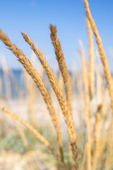 Fototapeta premium Bright yellow spikes against the blue sky, bakery, bread, flour