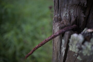 Rusted Nail