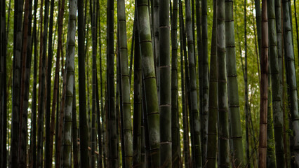 Fototapeta na wymiar Bamboo forest background in Kyoto, Japan 