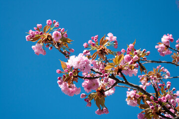 Background with Sakura blossom in beautiful natural park. Bloom cherry tree from Japan