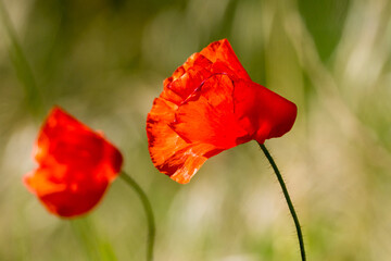 Poppy thrown by the wind