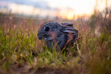 Little gray rabbit with grass on the sunset picture, big ears, pet, hare