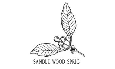 Hand drawn botanical vector art of a Sandle Wood Sprig