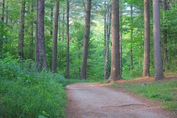 road in the forest in Spring