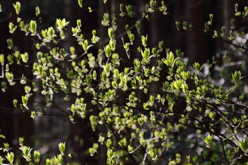 太陽光に輝く春の新緑の芽吹き