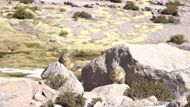 Viscacha Andes rodents sunbathing over the rocks at Andes mountains Altiplano meadows, a tranquil wild life scene in the outdoors. Amazing seeing the animals in the wild with its freedom and peace
