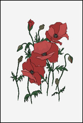 Red poppy flower arrangement. Vector illustration of wild poppy flowers.