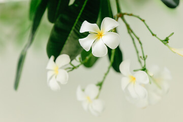 Naklejka na ściany i meble Plumeria Tropical flowers beautiful white plant nature image.