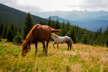 Fototapeta na wymiar Beautiful horses graze on the lawn, high mountains in the background, bright green grass