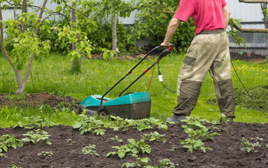 A man mows grass with an electric lawnmower in the garden. You can see the electric wire. Potatoes grow nearby.