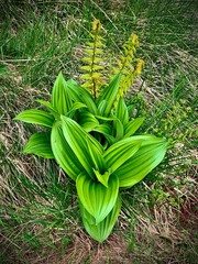 Obraz premium Alpine mountain vegetations. Italian Alps, Europe.