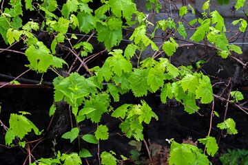 Green vine leafs in the rain