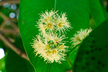 java plum or jamun jambul flower closed up view