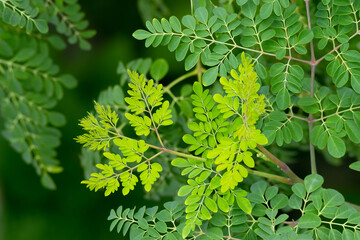 Fototapeta premium Fresh moringa leaves background