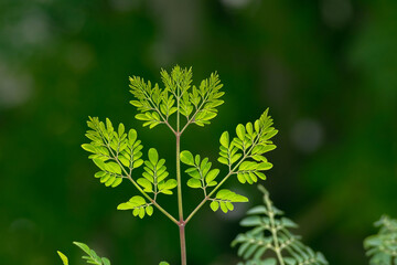 Fresh moringa leaves background