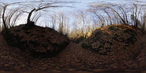 Autumn Forest HDRI Panorama