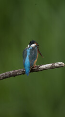 Naklejka premium Martin Pescatore