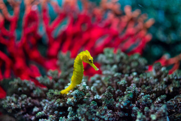 Yellow seahorse (Hippocampus kuda) standing on the coral in aquarium.