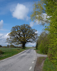 An oak tree beginning to get some green leaves, stands next to a rural country road in southern Sweden