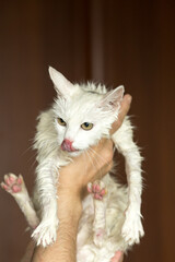 White cat washes in a basin. The cat is scared that they wash it. Wet cat upset. Man’s hands care the care. Home Caring about pets. Image with selective focus, noise effect