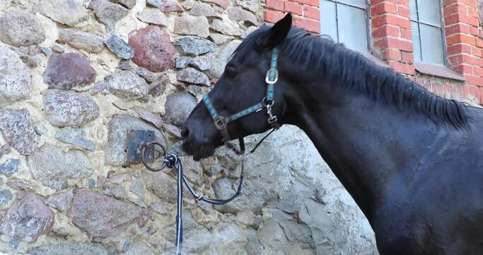 The Holsteiner horse is drinking by the wall