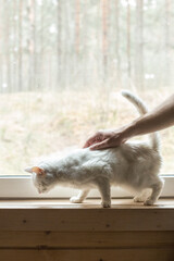 Sick old cat under care. Pet on the window with a human hand. Elderly cat who is very tired. Image with selective focus and noise effect .