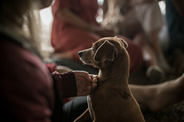 Cute little dog in the arms of a girl. Warm cozy evening in the mound of friends and pets. Image with selective focus, noise effect and toning