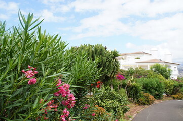 landscape with an asphalt road in a park on the Spanish island of Tenerife in Puerto de la Cruz