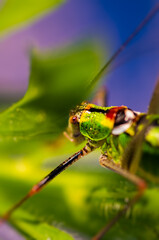 Grasshopper on a leaf