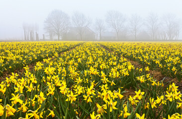 Netherlands. Beautiful rural landscape with traditional Dutch fields of yellow daffodils at spring foggy rainy morning