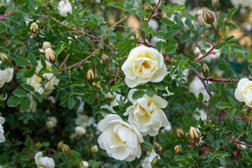 Obraz premium Beautiful rose bouquet close-up. Rosa spinosissima has blossomed on the site
