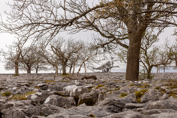 Beautiful Craggy Mountain Landscape with Sparse Trees in the Yorkshire Dales