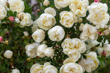 Beautiful rose bouquet close-up. Rosa spinosissima has blossomed on the site