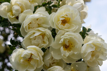 Beautiful rose bouquet close-up. Rosa spinosissima has blossomed on the site