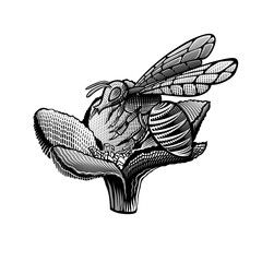 Bee on flower in engraving style isolated on white. Black illustration.