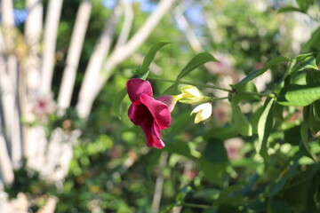 Fleur à Ko Phi Phi, Thaïlande	