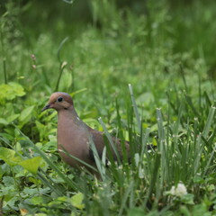 mourning dove (zenaida macroura) ground feeding in weed patch