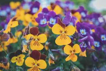 Rolgordijnen  background with spring colored pansies in close-up © Joanna Redesiuk