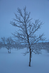 Snow trees and forest in Nuorgam, Lapland, Finland