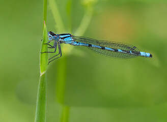 Eine kleine blaue Libelle "Azurjunger" "Coenagrion" an einem Grashalm vor natürlichem grünem Hintergrund