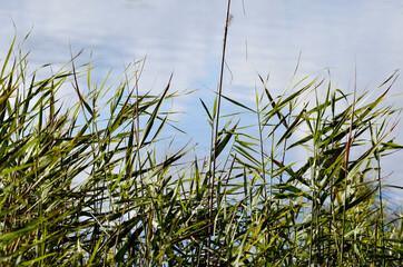 reeds in the wind