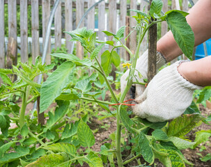 hands tie up tomato sprouts on a farm